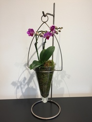 Miniature Phalaenopsis Orchid 